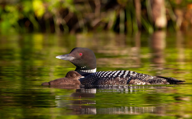 Common Loon (Gavia immer) swimming with a week old chick on Buck Lake, Ontario, Canada	