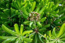 Green Shrub With Fruits Bright Green Color