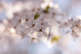 Fototapeta Kuchnia - Spring blossom flowers with bokeh background
