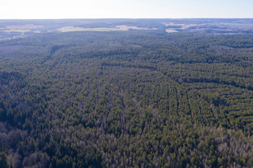 Wall Mural - Drone shot flying on spring pine tree forest.