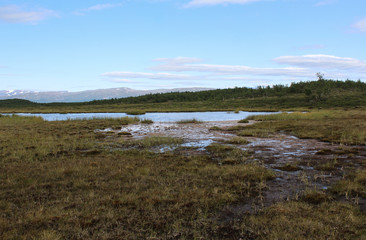 mountain wetland in arctic tundra in abisko national park, northern sweden
