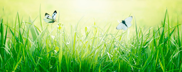 Wall Mural - Green grass meadow with two white butterfllies
