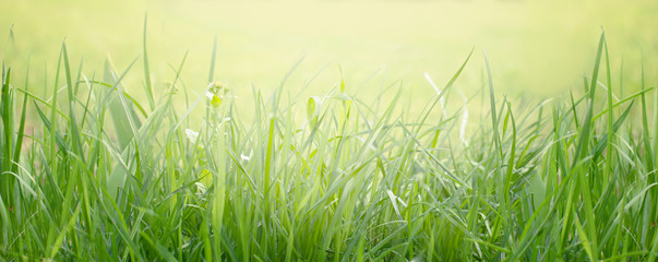 Wall Mural - Green grass meadow in rays of light