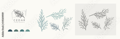 Dekoracja na wymiar  logo-i-galaz-cedru-recznie-rysowane-weselne-ziolo-roslina-i-monogram-z-eleganckimi-liscmi-dla