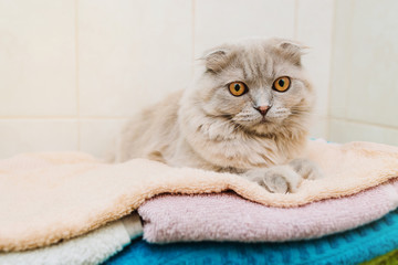 Grey fluffy cat resting on stacked towels in the bathroom