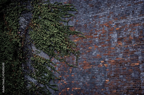 Cuadros en Lienzo Low Angle View Of Ivies Growing On Brick Wall