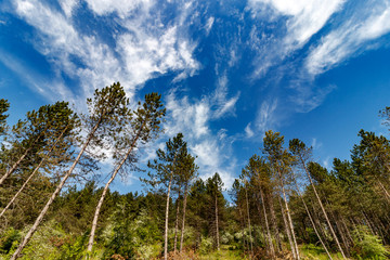 trees in the field