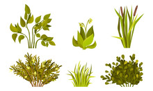 Different Lush Bushes And Grass With Reed Plant Vector Set