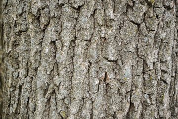 .Wood bark texture on background. Tree on wallpaper