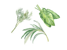 Watercolor Illustration Of Dill, Sorrel And Tarragon On A White Background