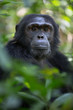 Portrait of wild chimpanzee primate
