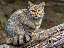 European Wild Cat, Felis S. Silvestris, Observes The Work Of A Photographer