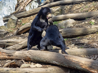 Wall Mural - A pair of Malayan sun bears, Helarctos malayanus, playing