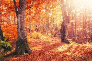 Wall Mural - Sunrise in autumn forest. Bright golden fall nature landscape