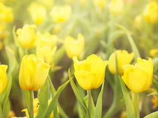 Wall Mural - yellow tulip flower field background.