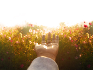 Woman hand over cosmos flowers field meadow in the morning.