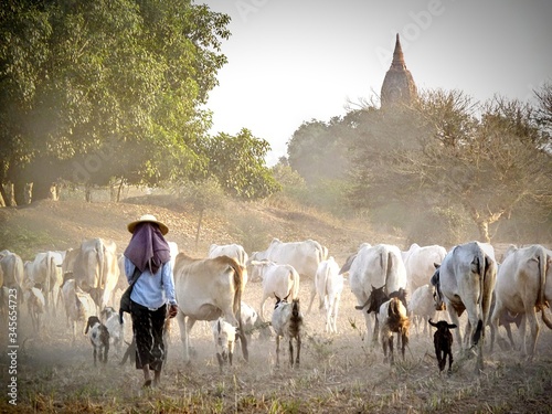 Man Walking With Cows And Goats Against Trees