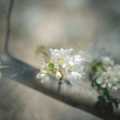 Spring and flower