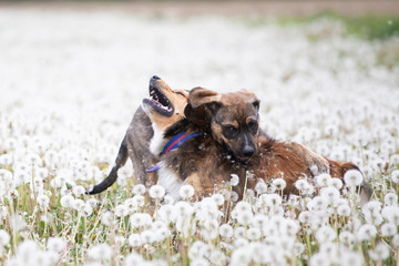 Wall Mural - Dogs in magic dandelion meadow.