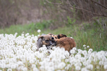 Wall Mural - Dogs in magic dandelion meadow.