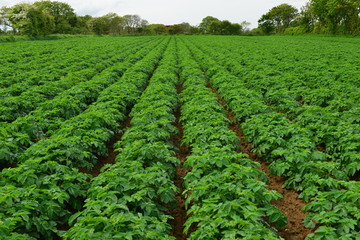 Jersey Royal potato, crop, Jersey, U.K. Lush Spring plants near harest in the countryside.