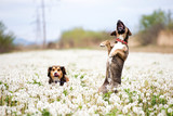 Fototapeta Kosmos - Dogs in magic dandelion meadow.