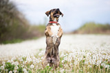 Fototapeta Kosmos - Dog in magic dandelion meadow.
