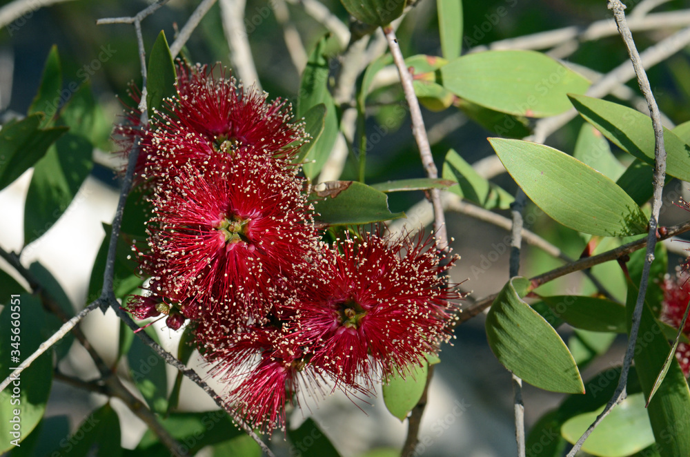 Red flowers, green foliage and white bark of the Broad-leaved Paperbark, Melaleuca viridiflora, family Myrtaceae. Native to tropical northern Australia and South east Asia.