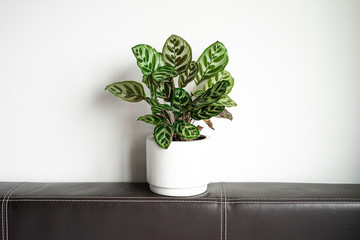 Calathea makoyana E.Morren, air purifier plant, indoor plant.