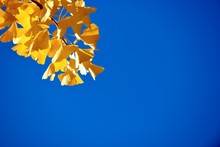 Low Angle View Of Yellow Leaves Growing Against Clear Blue Sky