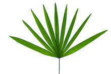 Green Palm And Tropical Plant Leaf On White Background For Design Elements, Flat Lay