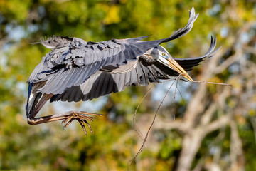 Wall Mural - Great blue heron flying with wings spread