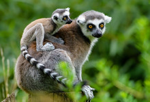 Lemur Catta Baby On The Mother's Back/Lemur Catta Baby And Mother/Lemur Catta