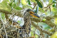 Side View Of A Baby Black-crowned Night Heron