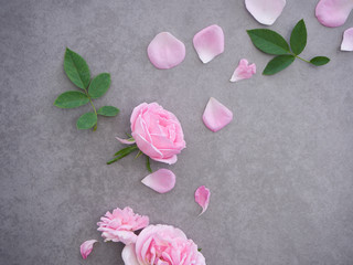 Poster - Pink rose petals on gray background.