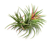 Air Plant With Scientific Name Tillandsia,  Isolated White Background. This Has Clipping Path.   