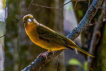 Female Summer Tanager In Florida During Migration