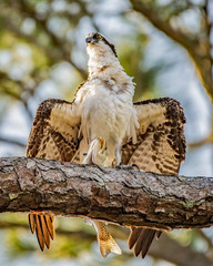 Wall Mural - Osprey is a brown and white bird of prey 