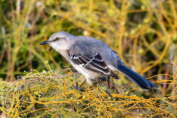 Wall Mural - Mocking bird fluffing his wings