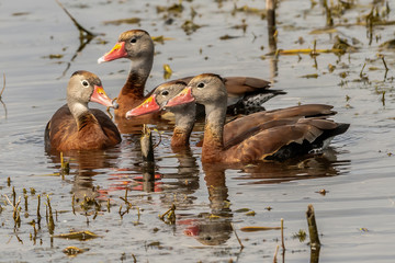 Wall Mural - Group of whistling ducks in a pond