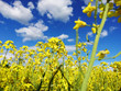Endless fields of rapeseed blooming under a blue sky with clouds