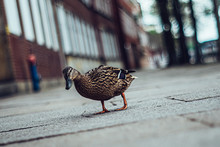 Duck On The Street