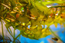 Close-up View Of Pondweed Leaves Under Water