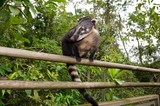 Fototapeta Zwierzęta - Ostronos w brazylijskim lesie deszczowym