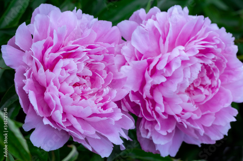 Pale pink peonies on a background of green leaves.