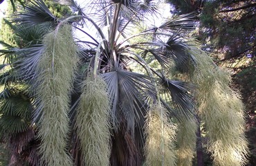 Wall Mural - palm trees in the park