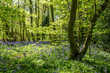 Bluebells in the Forest