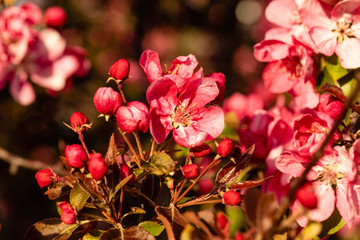 Sticker - Kirschblüte