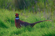 PHEASANT ON A WALK IN MORNING