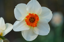 Close-up Of Orange And White Narcissus Barrett Browning Daffodil Blooming In Spring